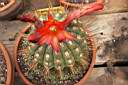 MATUCANA POLZII_FIORI.jpg